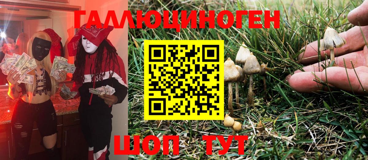 Псилоцибиновые грибы Psilocybine cubensis Новоуральск
